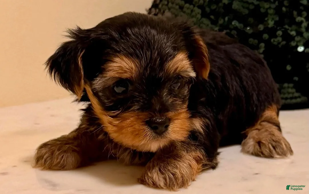 Yorkshire Terrier dogs for sale: Girl 1 - Ad 1