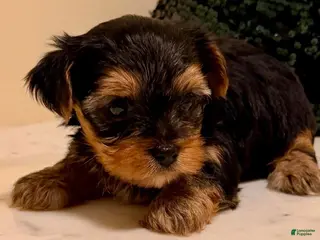 Yorkshire Terrier dogs for sale: Girl 1 - Ad 1