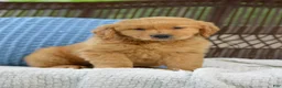 Golden Retriever dogs for sale: Ellie - Ad 1