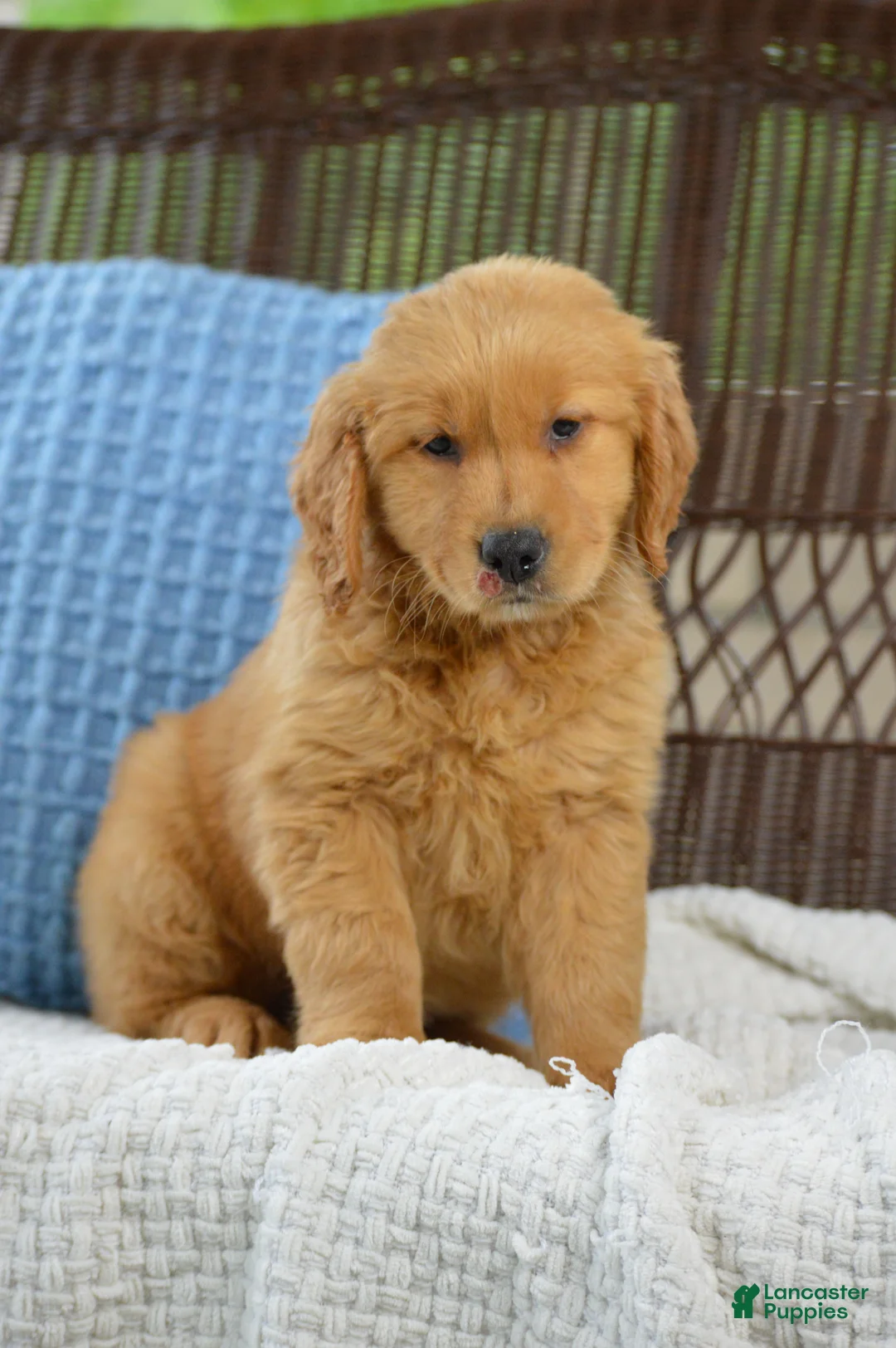 Golden Retriever dogs for sale: Ellie - Ad 1