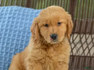 Golden Retriever dogs for sale: Ellie - Ad 1