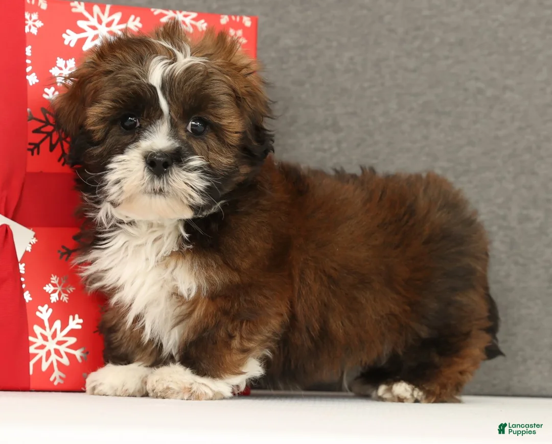 Lhasa Apso dogs for sale: Easton - Ad 1
