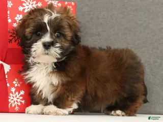 Lhasa Apso dogs Easton - Ad 6