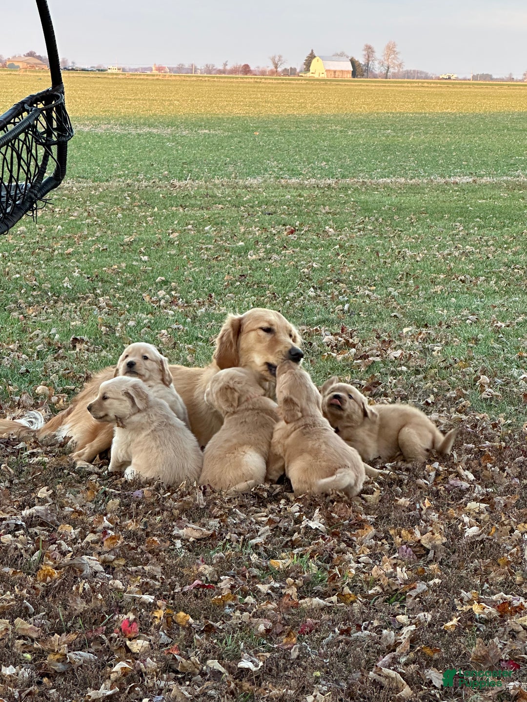 Golden Retriever dogs for sale: Golden Retriever Dark Pink Girl - Ad 29