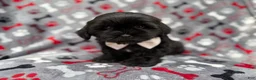 Shih Tzu dogs for sale: Scout - Ad 2