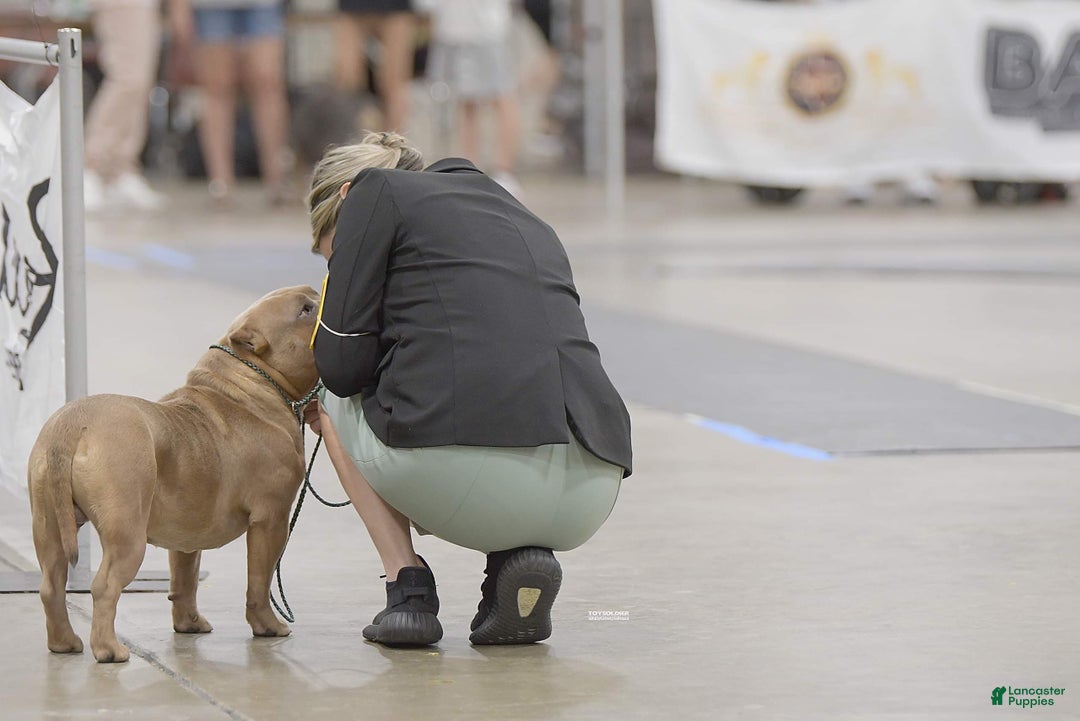 American Bully dogs for sale: Goten - American Bully Neutered - Ad 4