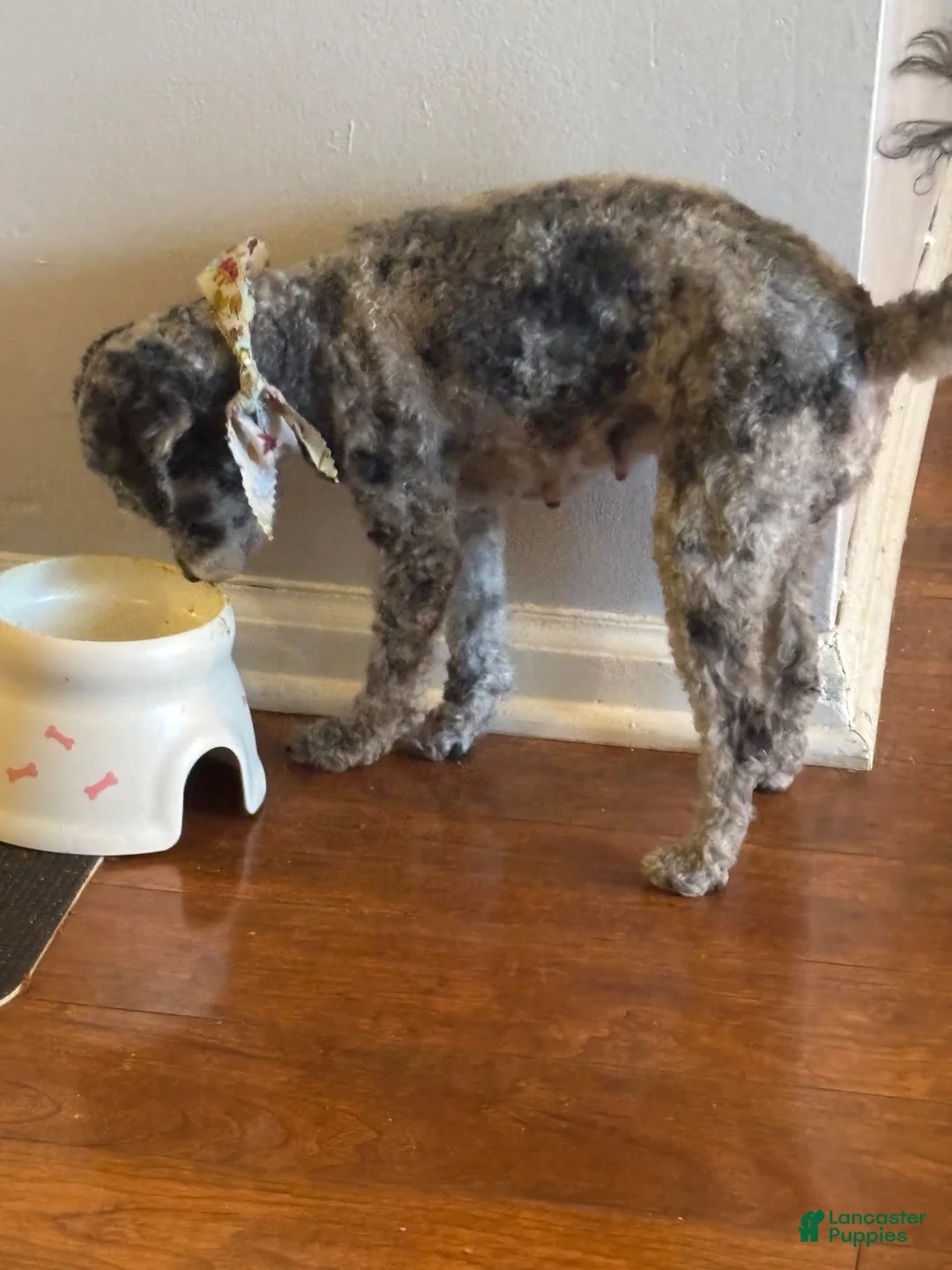 Cavapoo dogs for sale: CJ - Ad 10