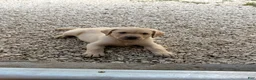 Labrador Retriever dogs for sale: Labrador Retriever Puppy 3 - Ad 3