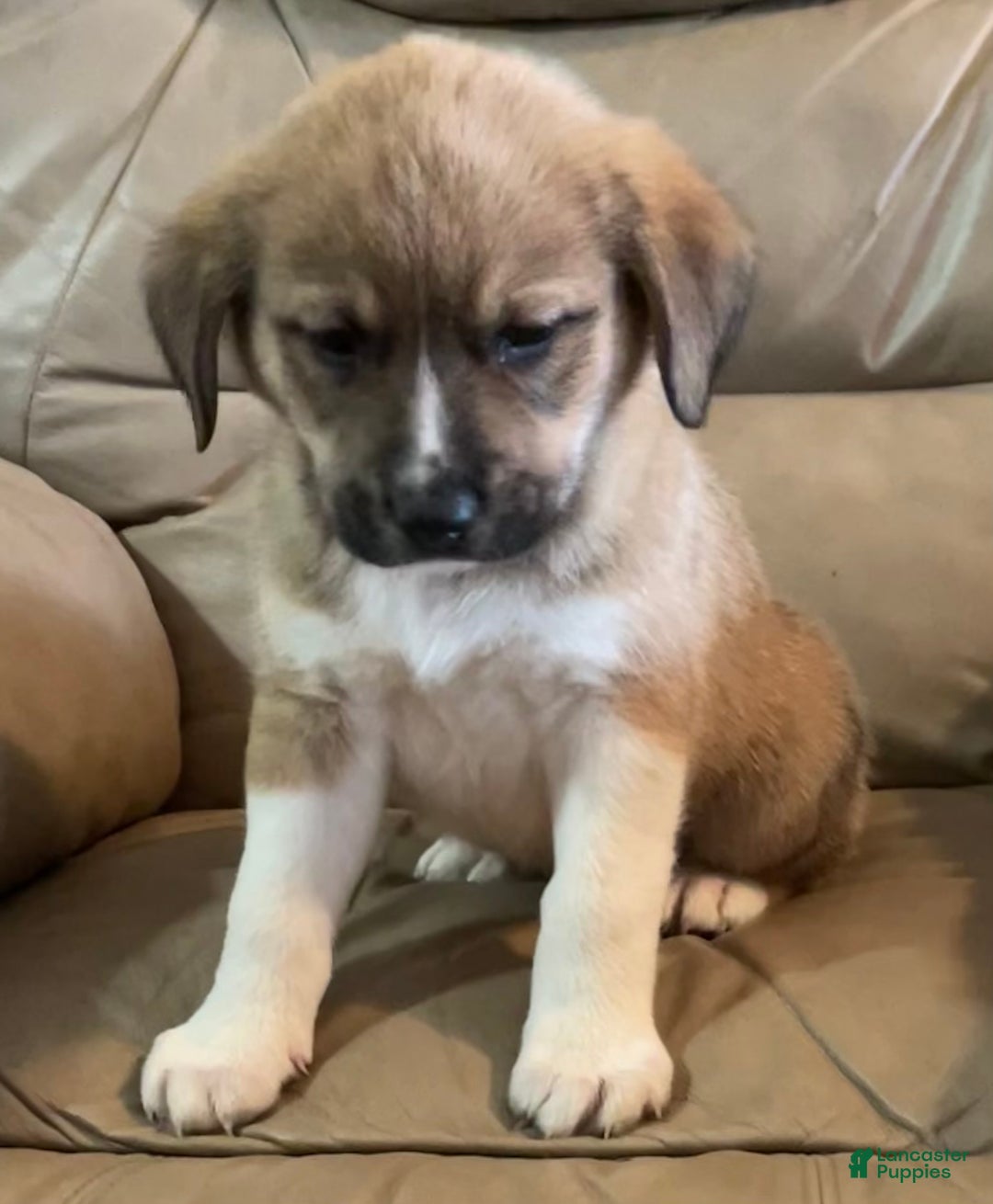 Mixed Breed dogs for sale: 💫Comet: one of Santa’s Rein-puppies  - Ad 5