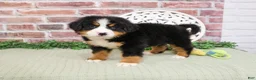 Bernese Mountain Dog dogs for sale: Honor - Ad 5