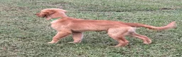 Golden Retriever dogs for sale: Charlie - Ad 8