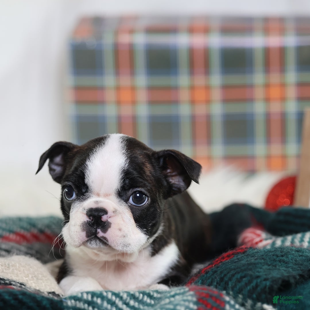 Boston Terrier dogs for sale: Gala - Ad 1