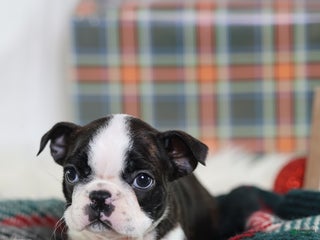 Boston Terrier dogs Gala - Ad 4