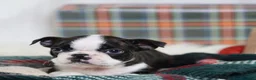 Boston Terrier dogs for sale: Gala - Ad 1
