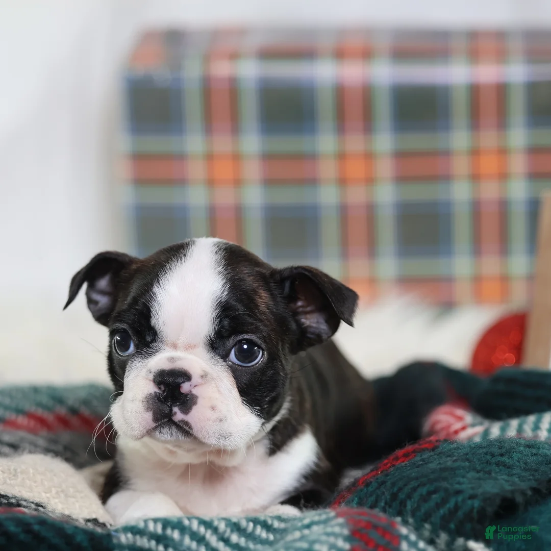 Boston Terrier dogs for sale: Gala - Ad 1