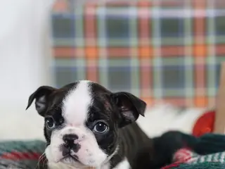 Boston Terrier dogs Gala - Ad 33