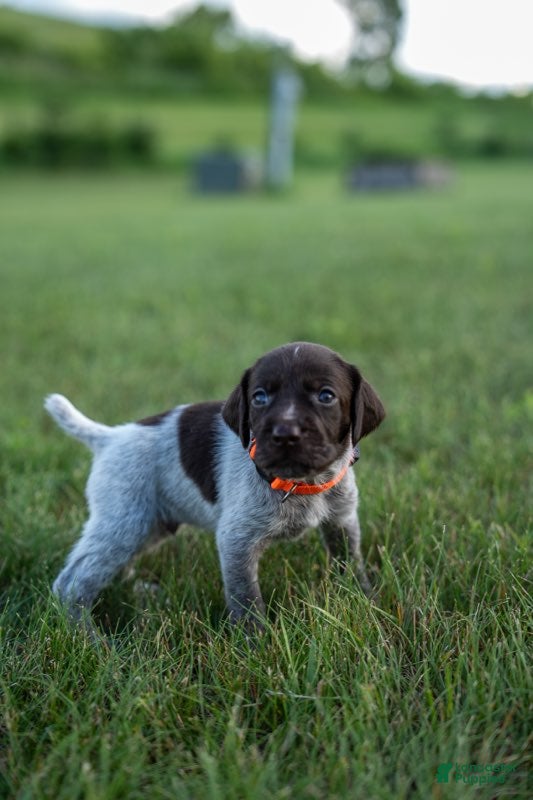 German Wirehaired Pointer dogs Boy 4 (Orange Collar) - Ad 3