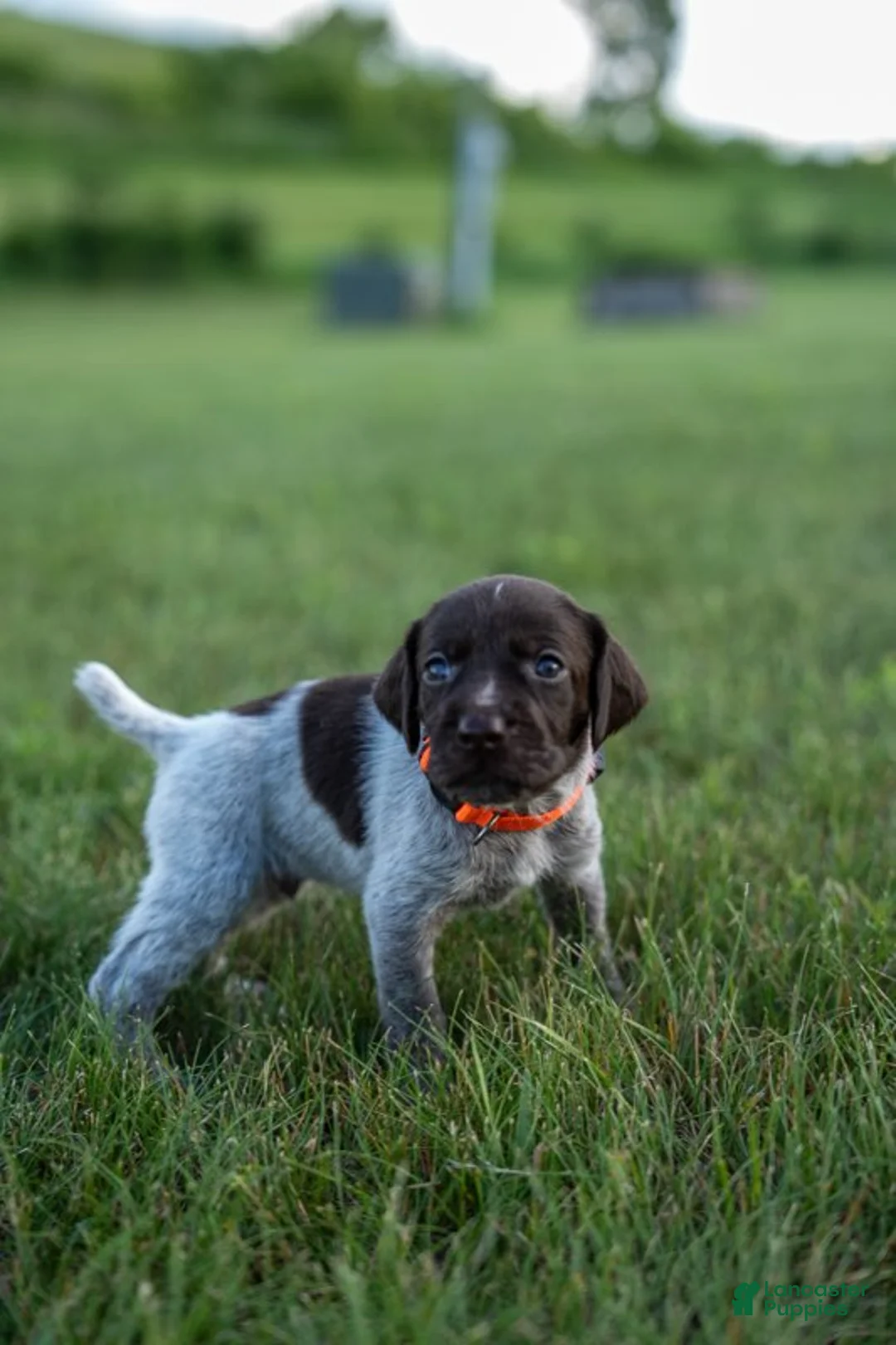 German Wirehaired Pointer dogs for sale: Boy 4 (Orange Collar) - Ad 1
