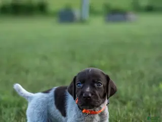 German Wirehaired Pointer dogs Boy 4 (Orange Collar) - Ad 3