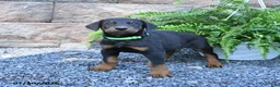 Doberman Pinscher dogs for sale: Pretzel - Ad 3