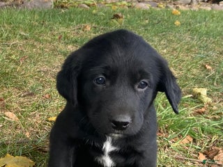 Mixed Breed dogs - Ad 37