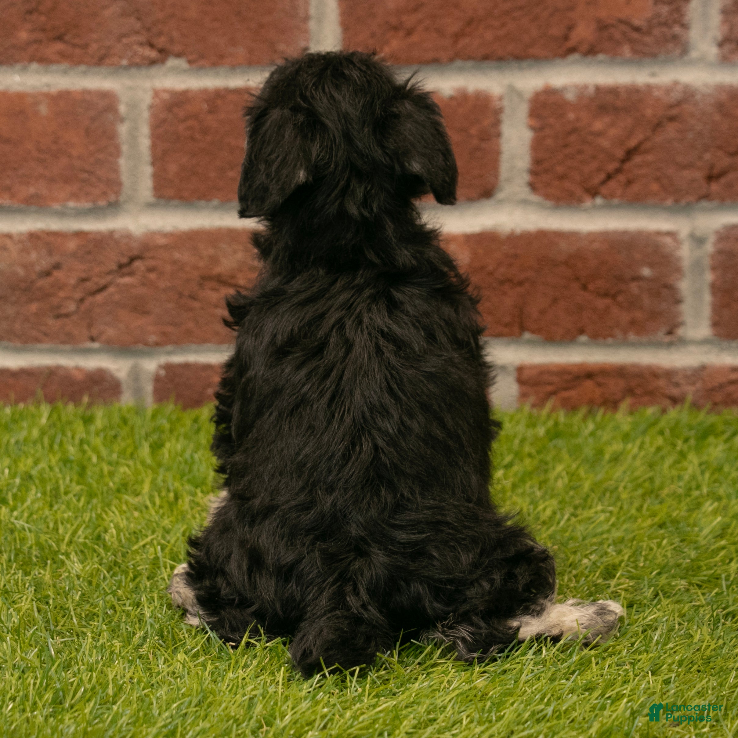 Miniature Schnauzer dogs for sale: Rosie - Ad 5