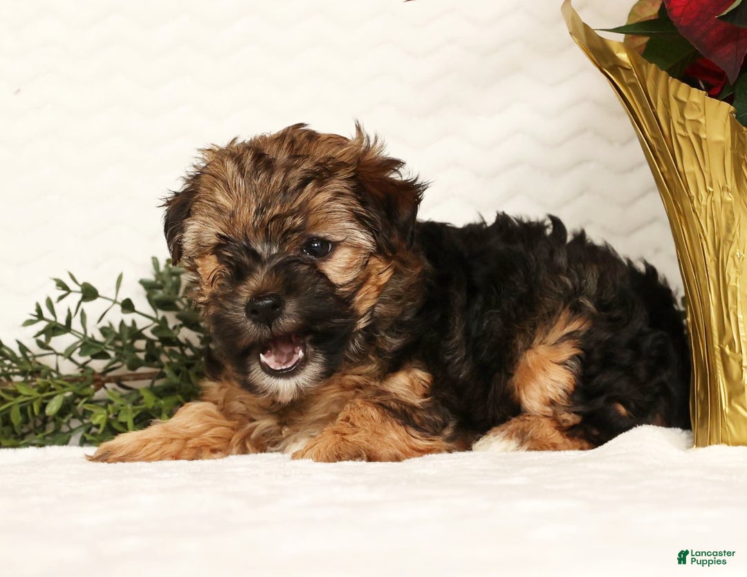 Yorkiepoo dogs for sale: Rosie  3lbs - Ad 7