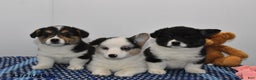 Welsh Corgi Pembroke dogs for sale: Molly - Ad 5