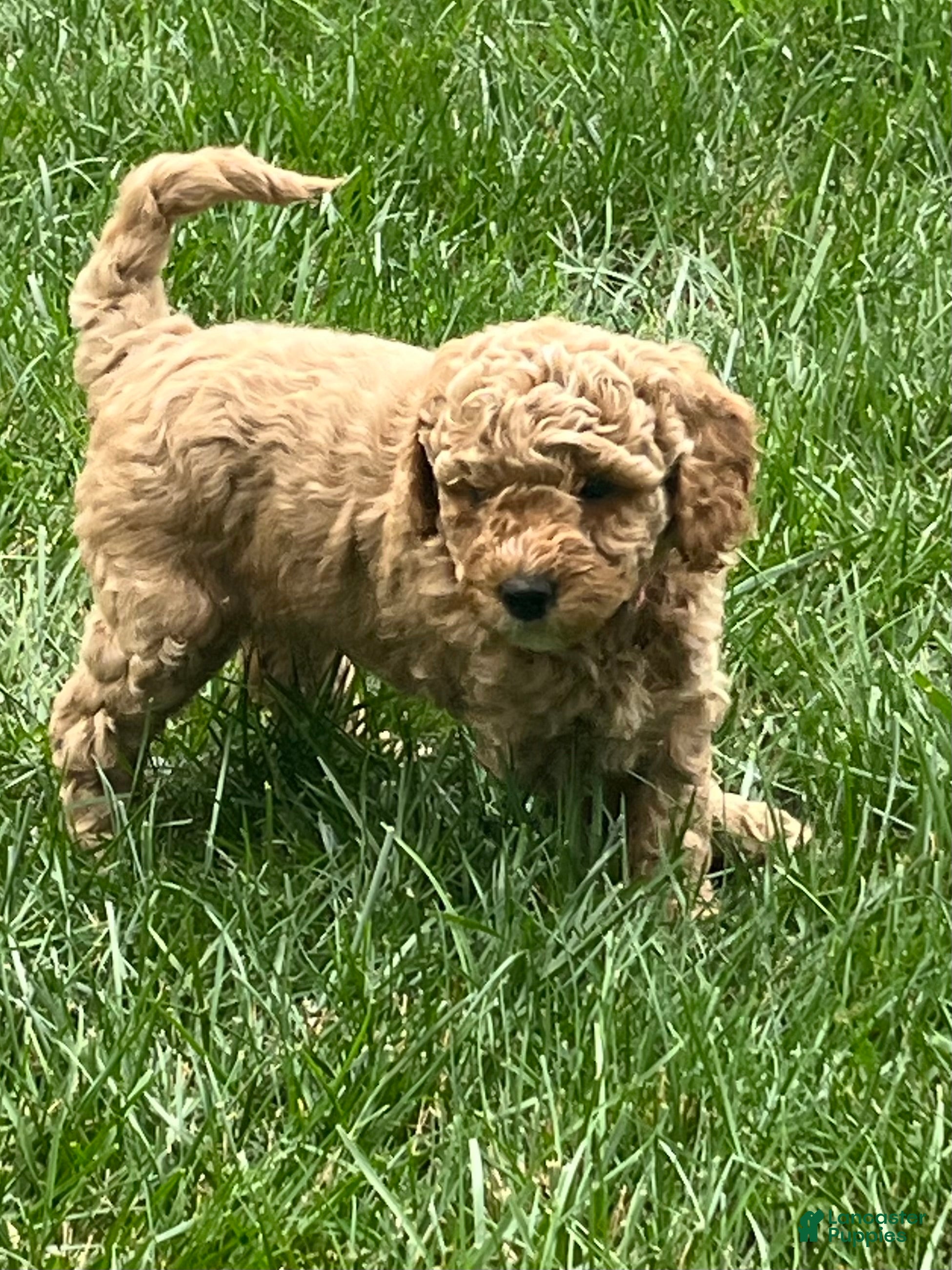 Mini Goldendoodle dogs Nova - Ad 1