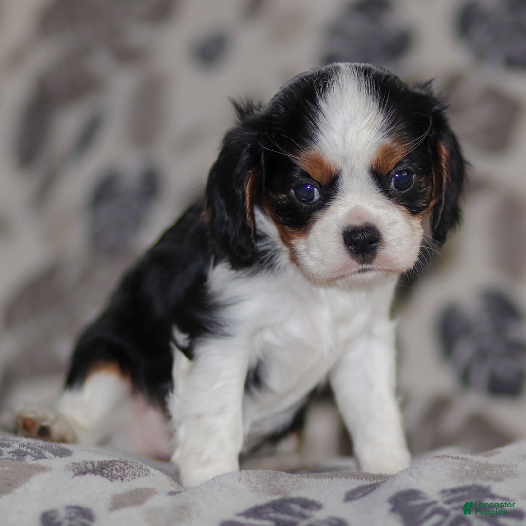 Cavalier King Charles Spaniel dogs for sale: Mya - Ad 1