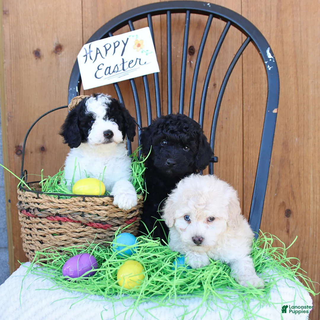 Mini Goldendoodle dogs for sale: Skipper - Ad 2