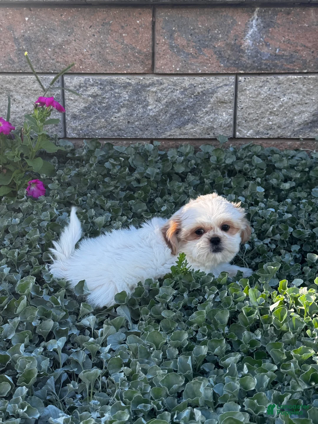 Shih Tzu dogs for sale: Shiloh - Ad 2