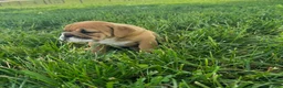 English Bulldog dogs for sale: Daisy - Ad 6
