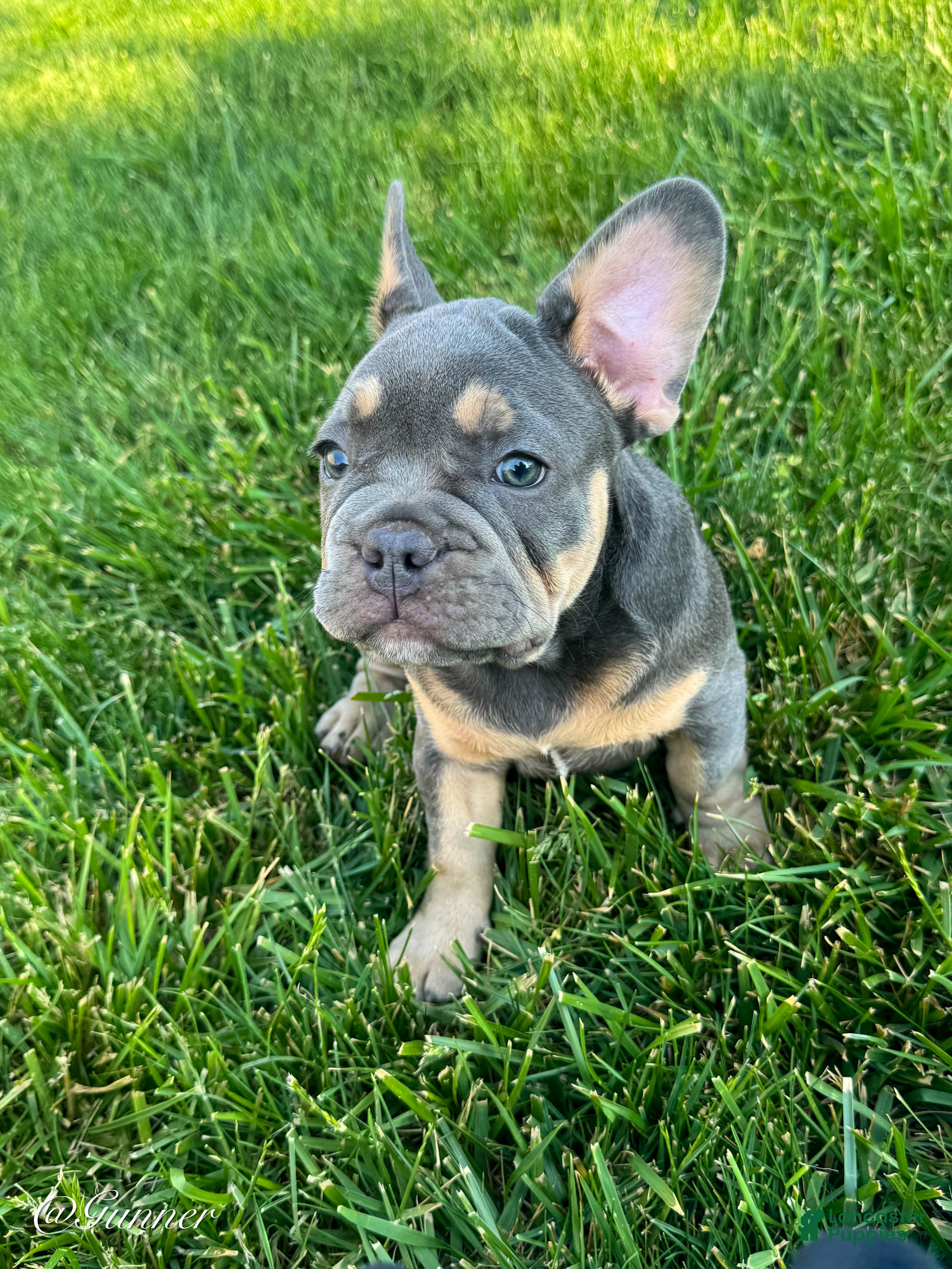 French Bulldog dogs Gunner  - Ad 2