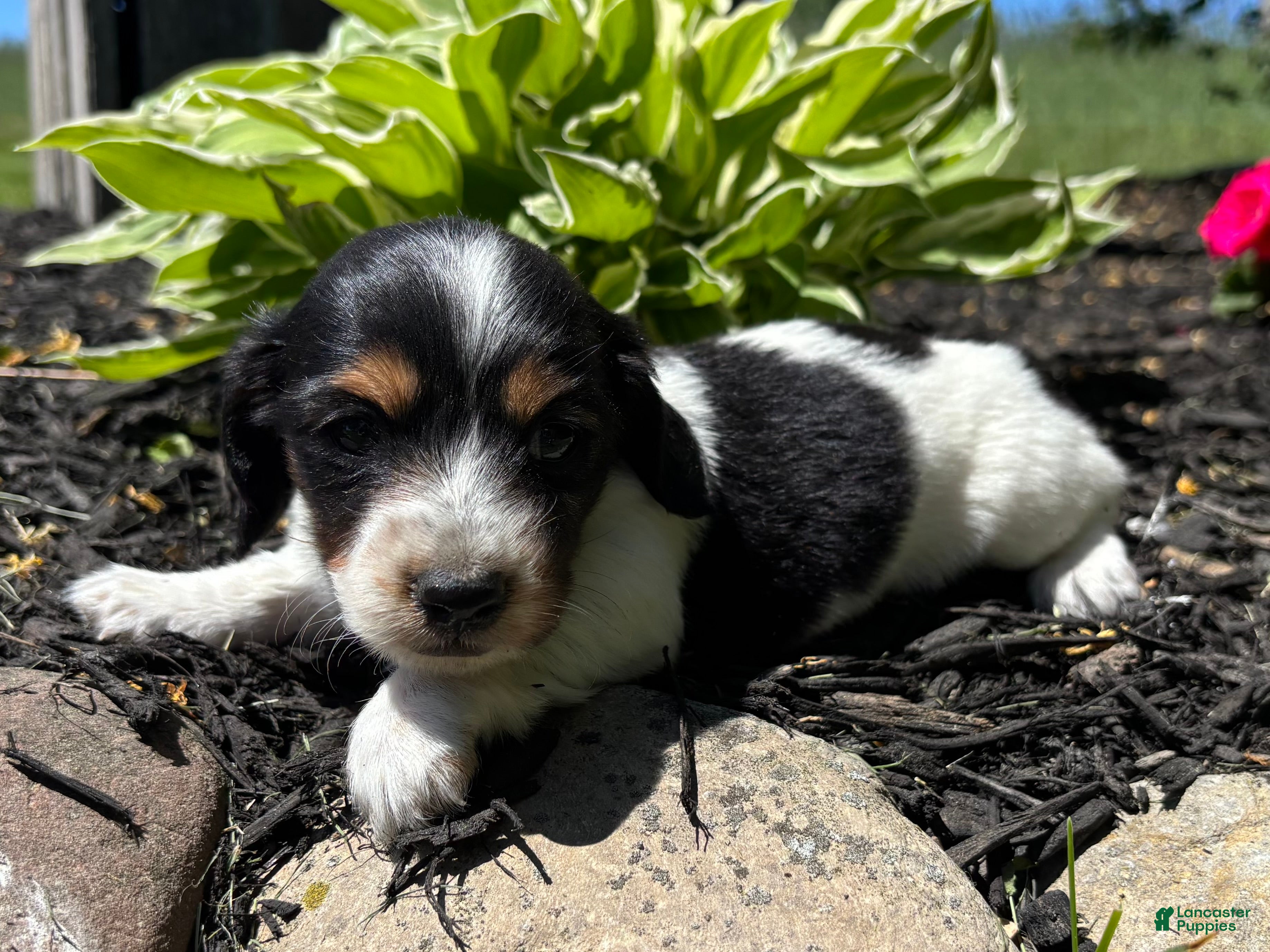 Miniature Dachshund dogs Willow  - Ad 2