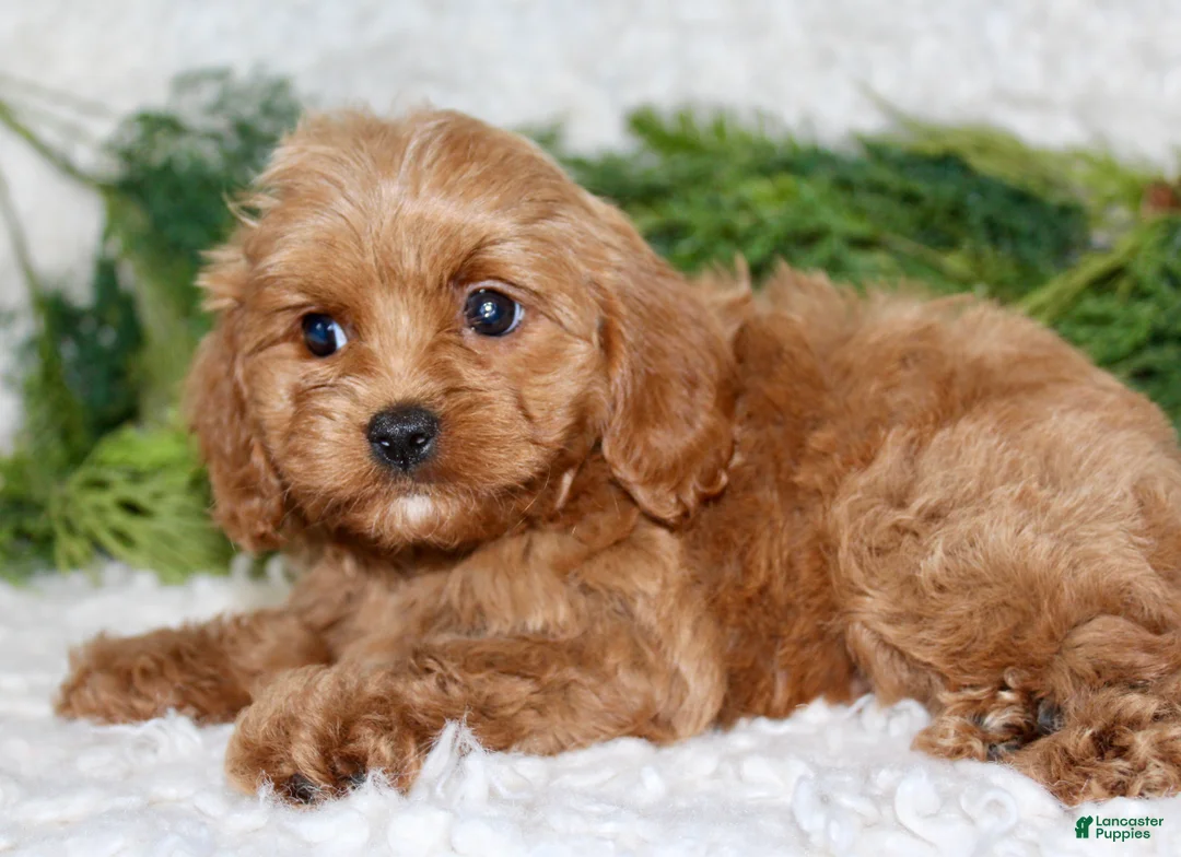 Cavapoo dogs for sale: Cavapoo 1 - Ad 2