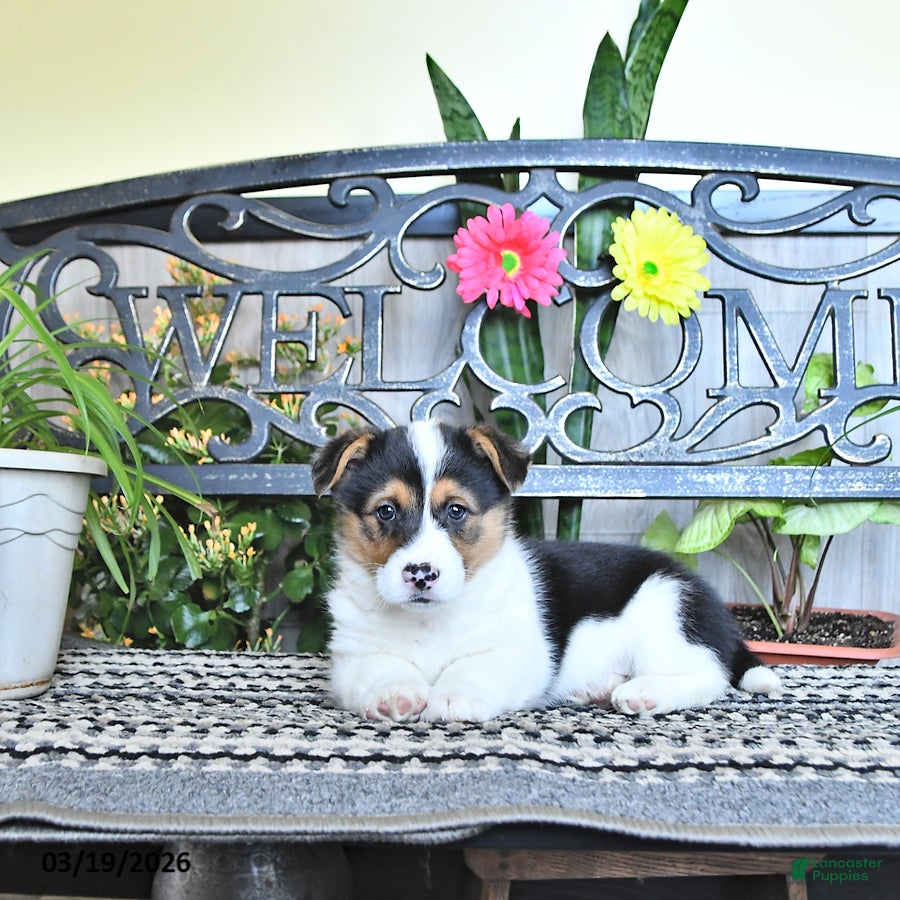 Welsh Corgi Pembroke dogs Skyler - Ad 2