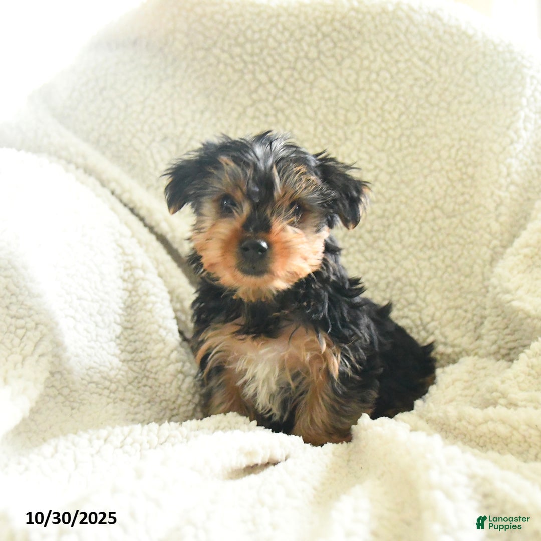 Yorkshire Terrier dogs for sale: Sarge - Ad 1