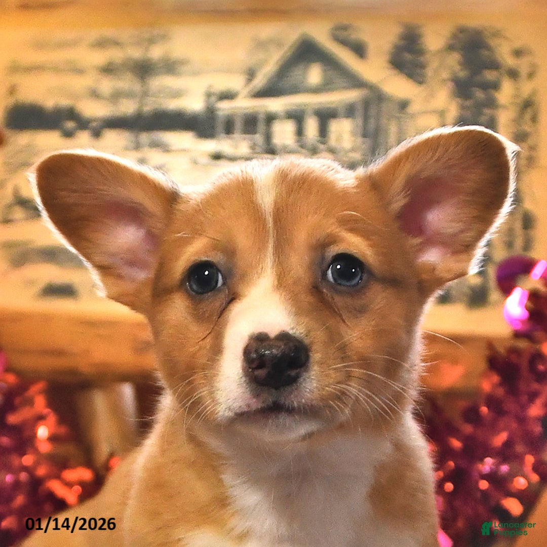 Welsh Corgi Pembroke dogs for sale: Sunny  - Ad 3
