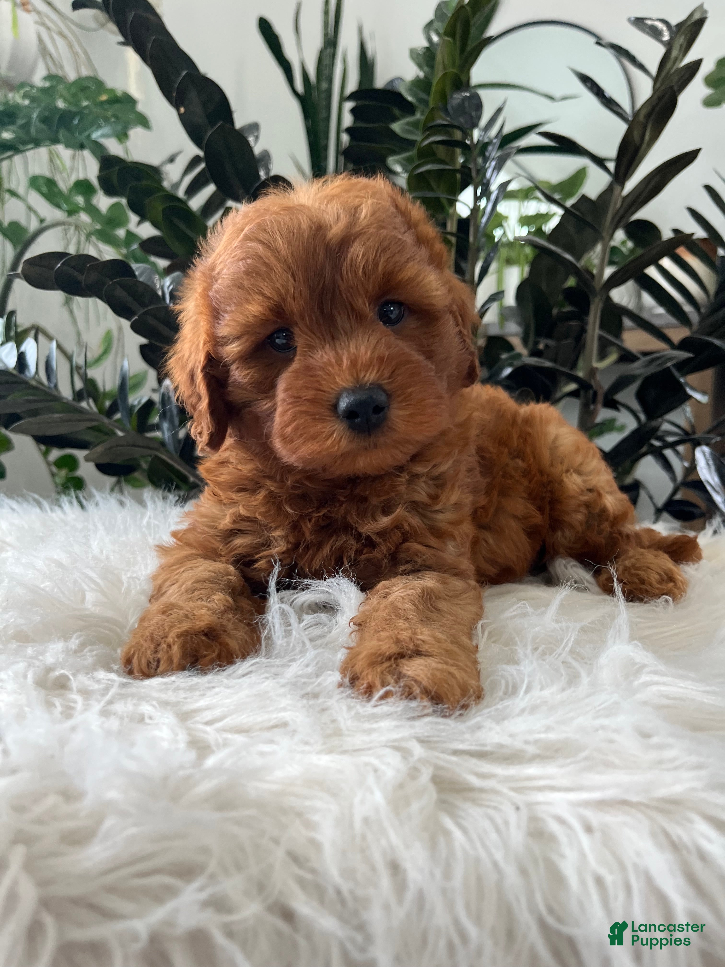Mini Goldendoodle dogs Blazer - Ad 2