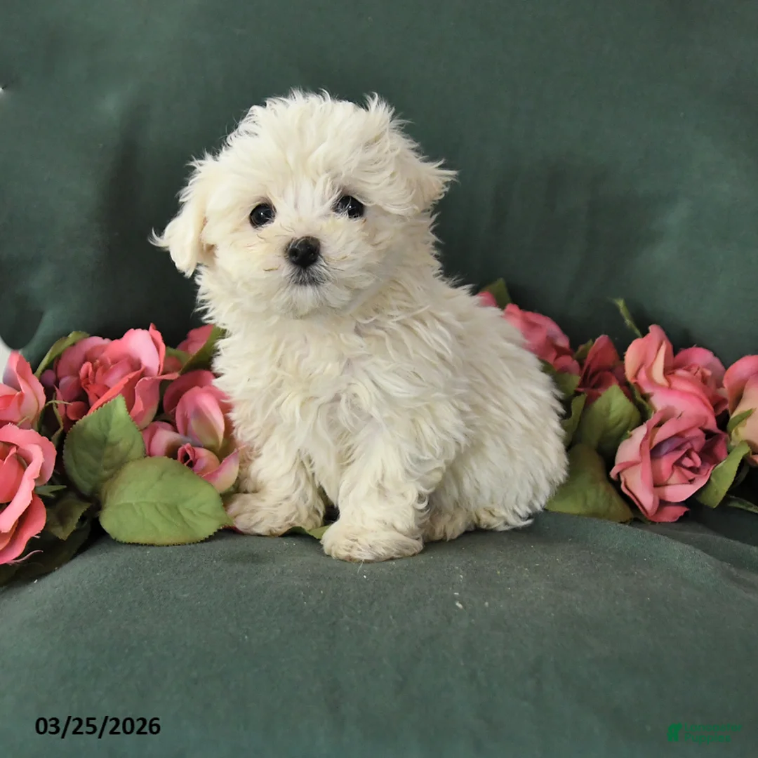 Mixed Breed dogs for sale: Scottie - Ad 1