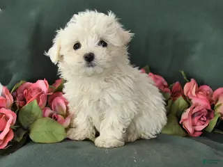 Mixed Breed dogs for sale: Scottie - Ad 2