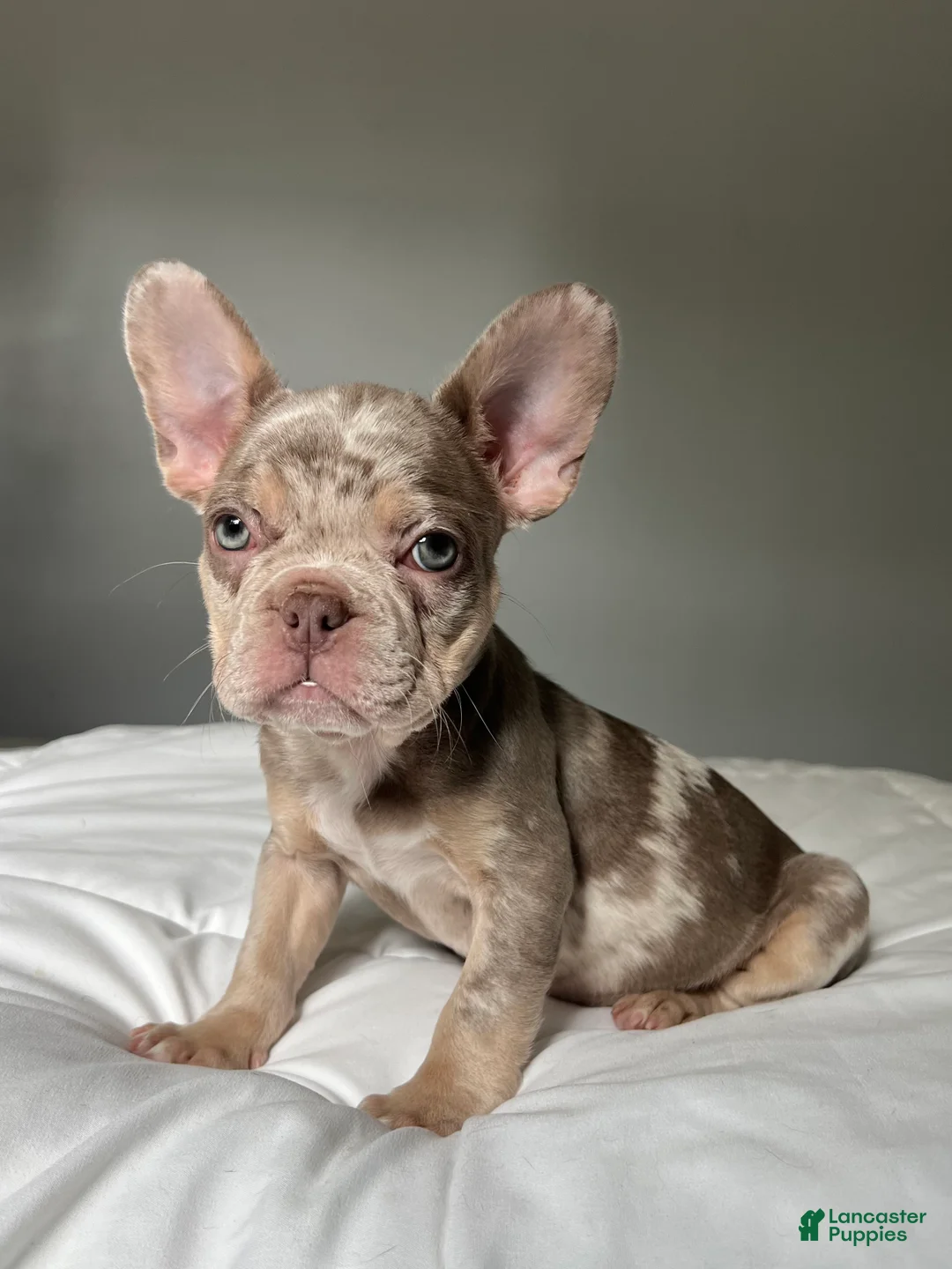 French Bulldog dogs for sale: Bentley - Ad 2