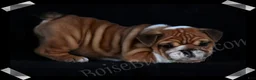English Bulldog dogs for sale:  Helga (F) - Ad 4