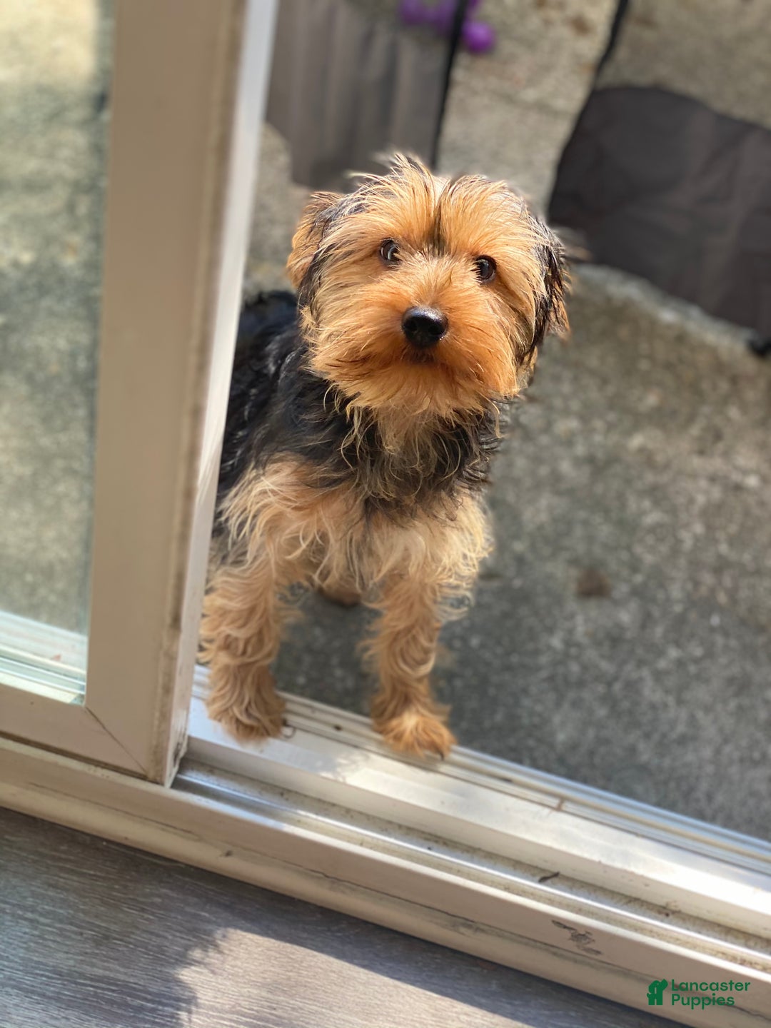 Yorkshire Terrier dogs for sale: Yorkshire Terrier Puppy 1 - Ad 2