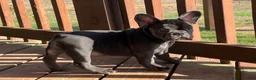 French Bulldog dogs for sale: Bloom  - Ad 11