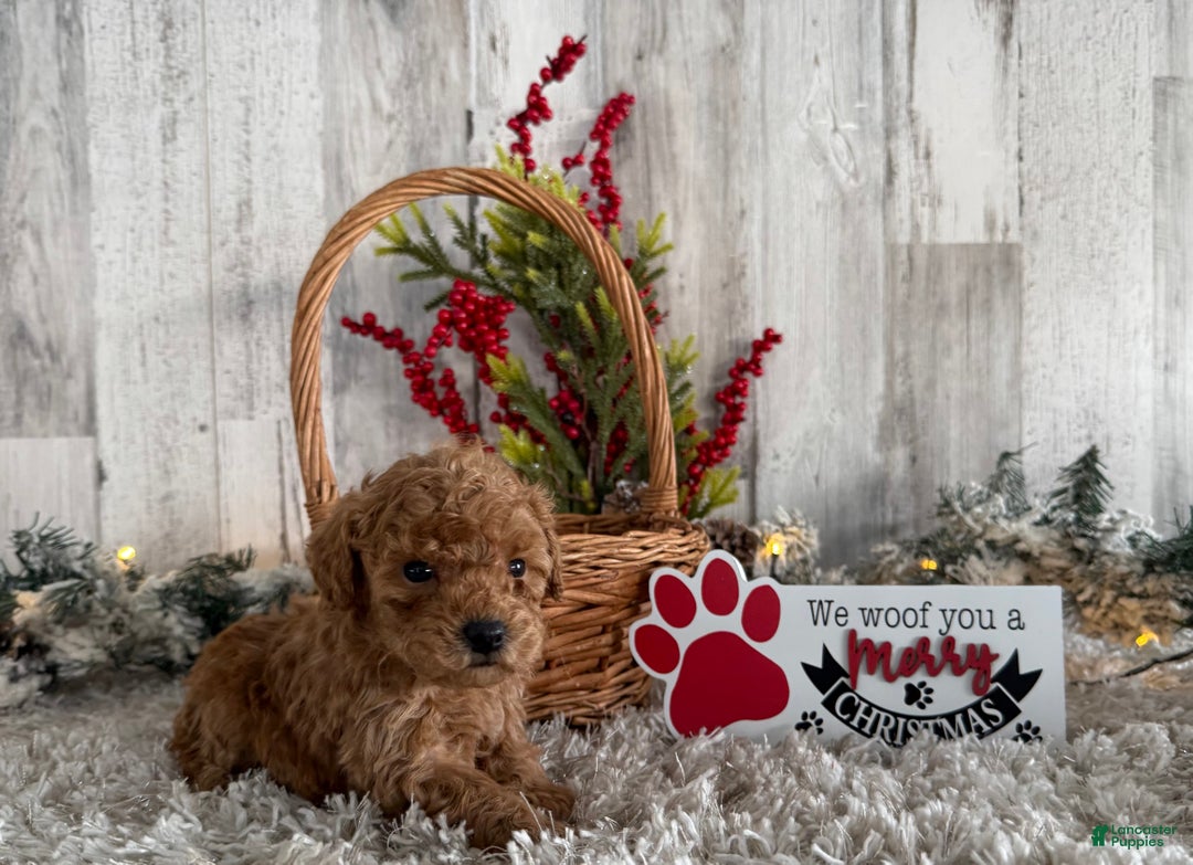 Toy Poodle dogs for sale: Turner - Ad 3