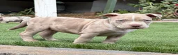 American Bully dogs for sale: Leo - Ad 4