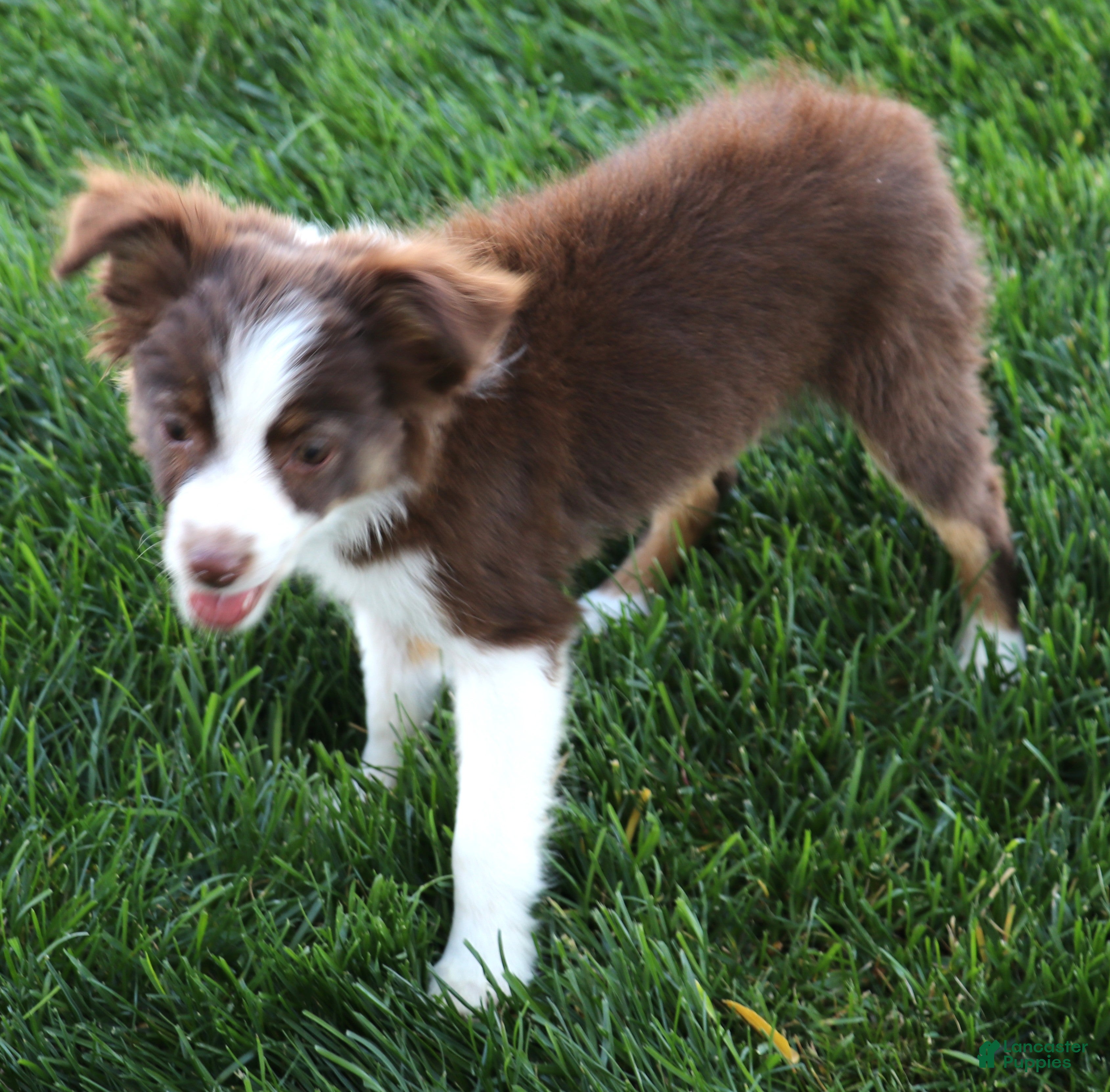 Toy Australian Shepherd dogs for sale: Flora red-tri Toy Aussie f - Ad 9