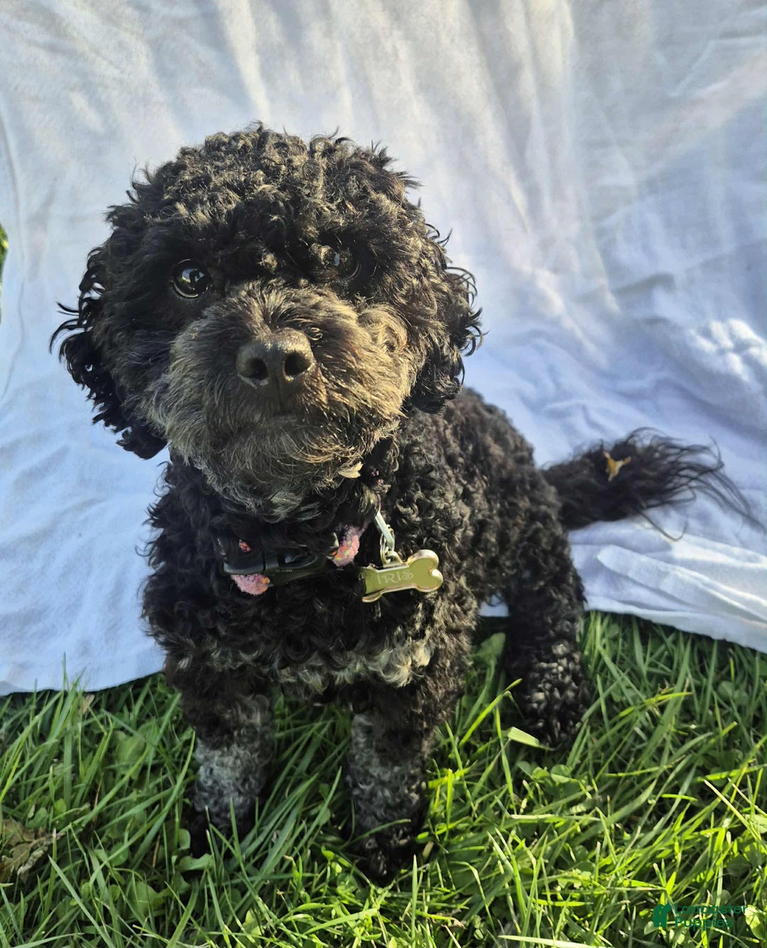 Bichpoo dogs for sale: Hunter - Ad 2